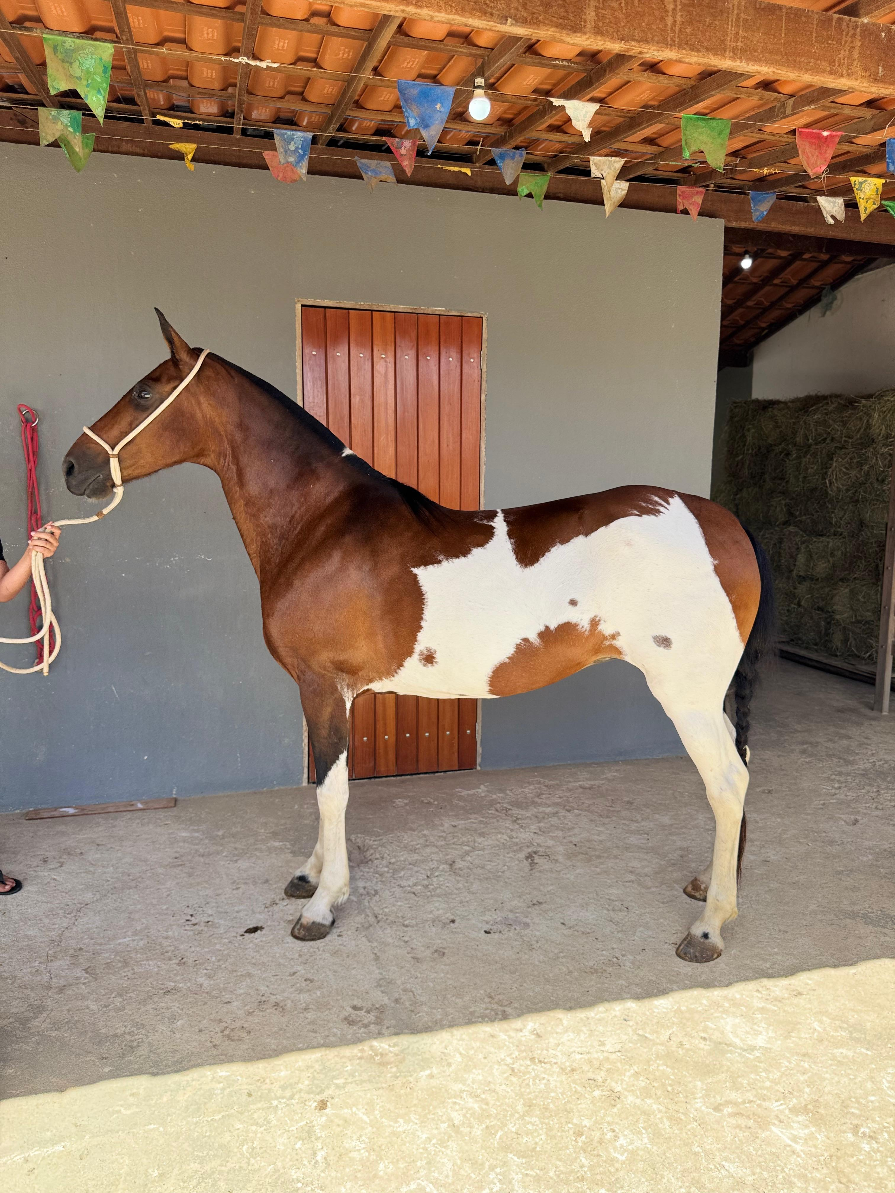 Égua ou R$30.000,00